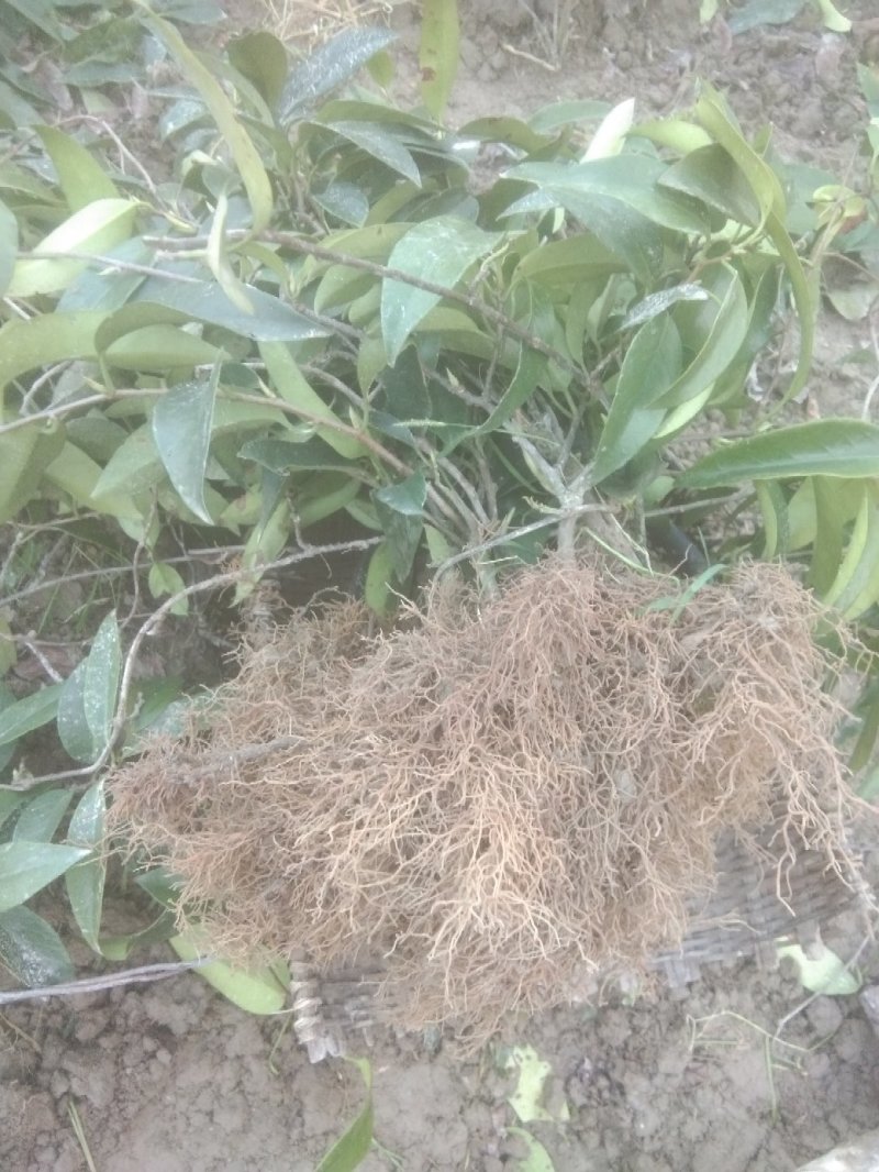 精品优质黑老虎布福娜二年苗一手货源，品质保证