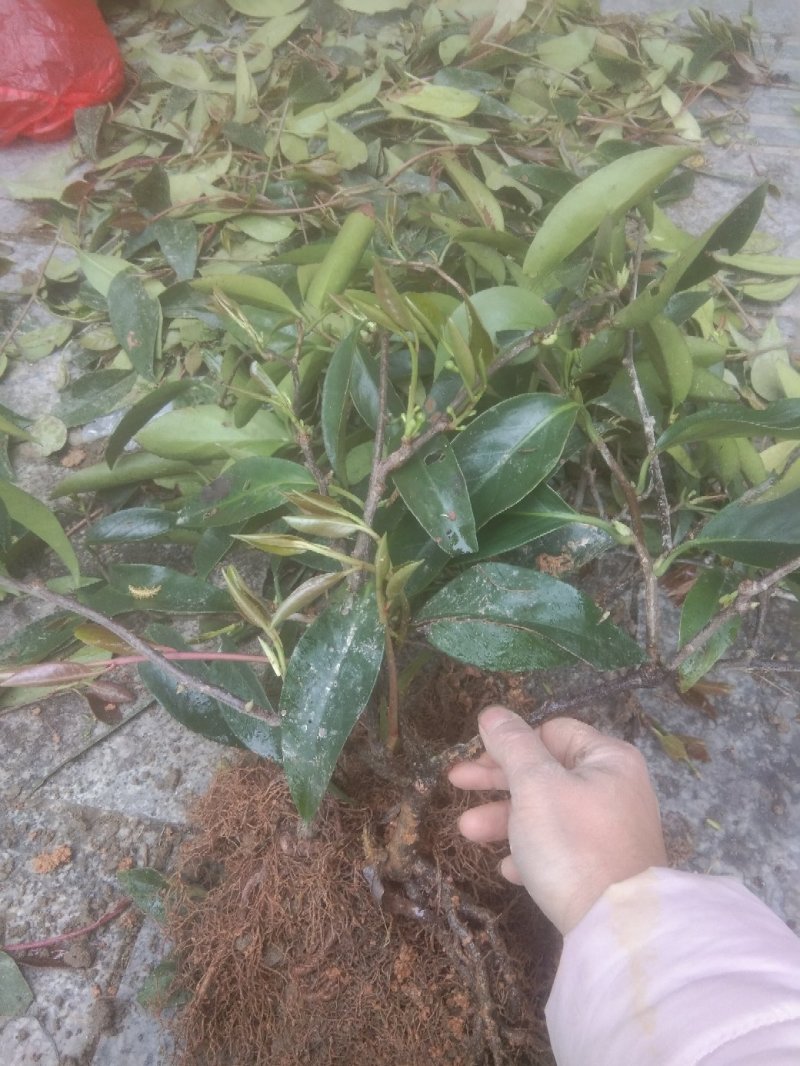 精品优质黑老虎布福娜二年苗一手货源，品质保证