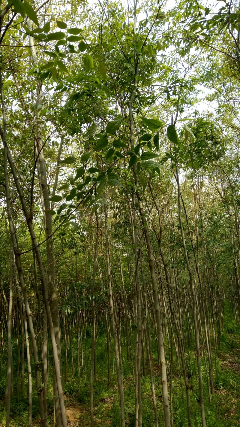 河南邓州朴树2-5公分规格齐全成活率高可视频带看货