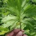 艾草