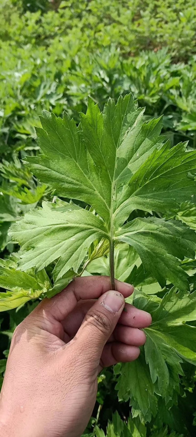 艾草