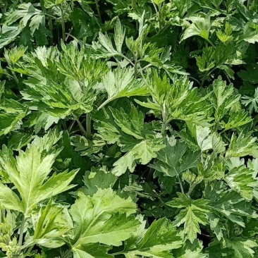 艾草