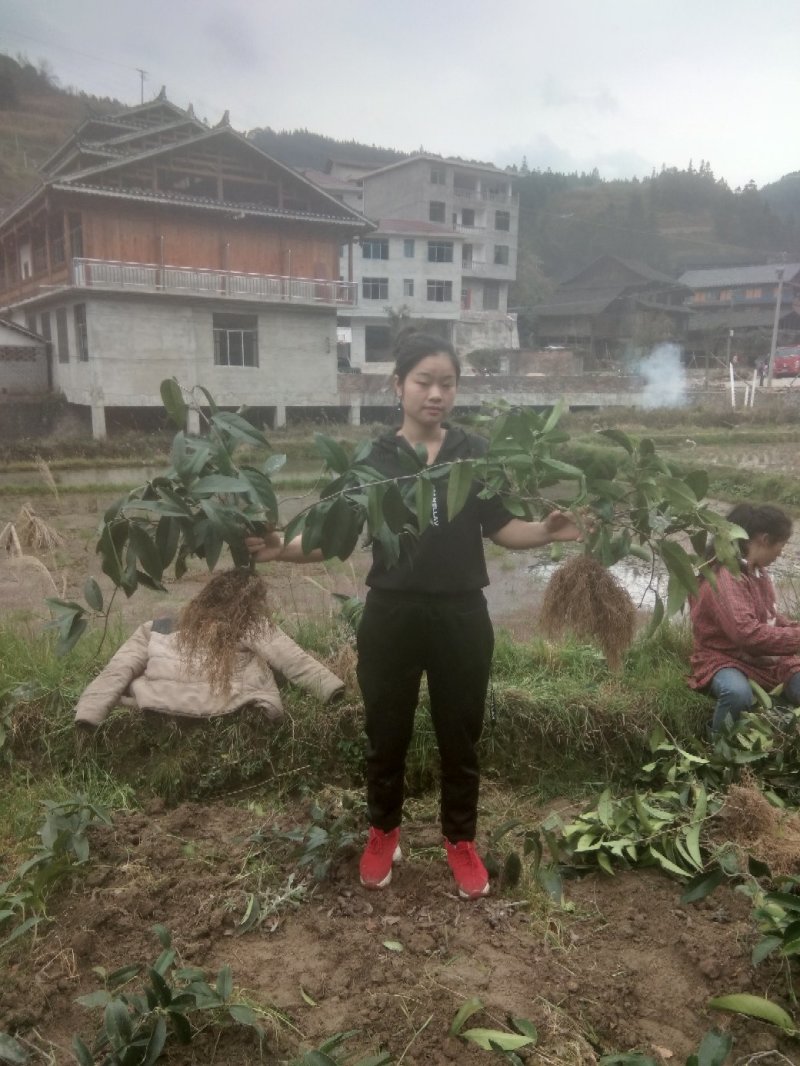 精品优质黑老虎布福娜二年苗一手货源，品质保证