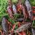 包邮小龙虾苗种虾抱卵青虾活体虾淡水养殖龙虾苗优质苗种基地
