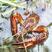 包邮小龙虾苗种虾抱卵青虾活体虾淡水养殖龙虾苗优质苗种基地