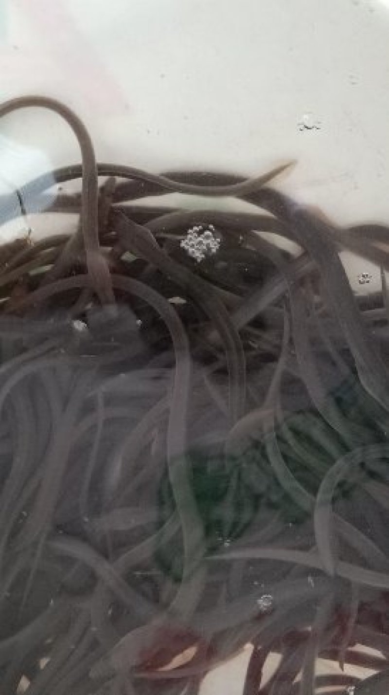 优质鱼苗白鳝鱼苗鳗鱼鱼苗，优质鱼苗白鳝鱼苗鳗鱼鱼