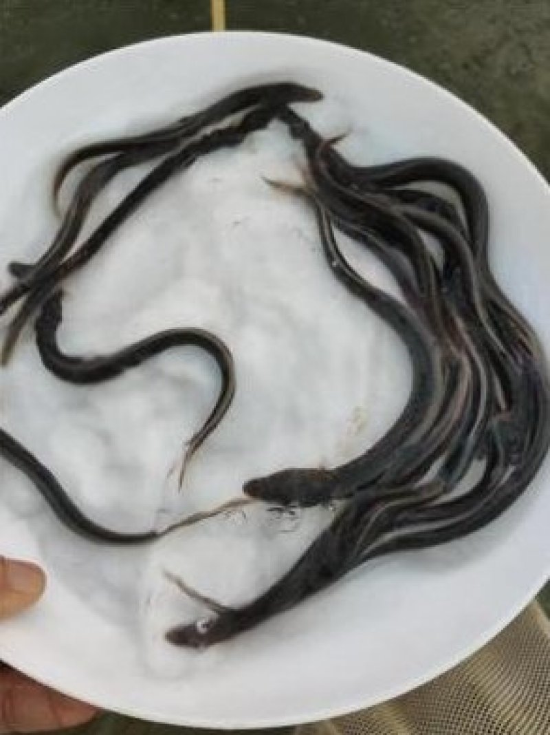 优质鱼苗白鳝鱼苗鳗鱼鱼苗，优质鱼苗白鳝鱼苗鳗鱼鱼