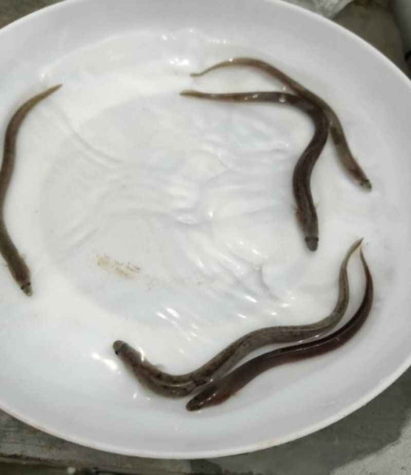 优质鱼苗白鳝鱼苗鳗鱼鱼苗，优质鱼苗白鳝鱼苗鳗鱼鱼