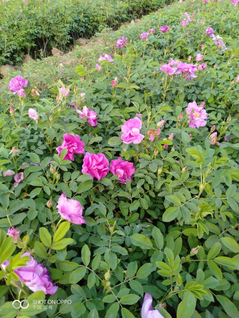 四季玫瑰3o一5o㎝