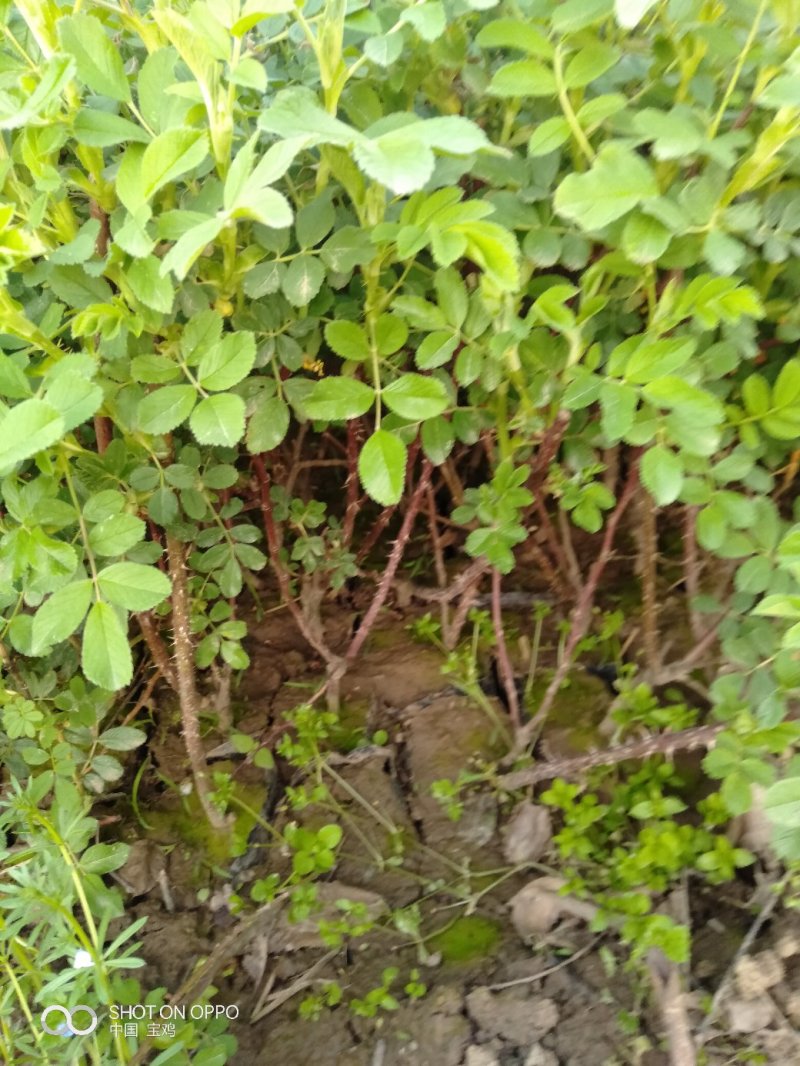 四季玫瑰3o一5o㎝