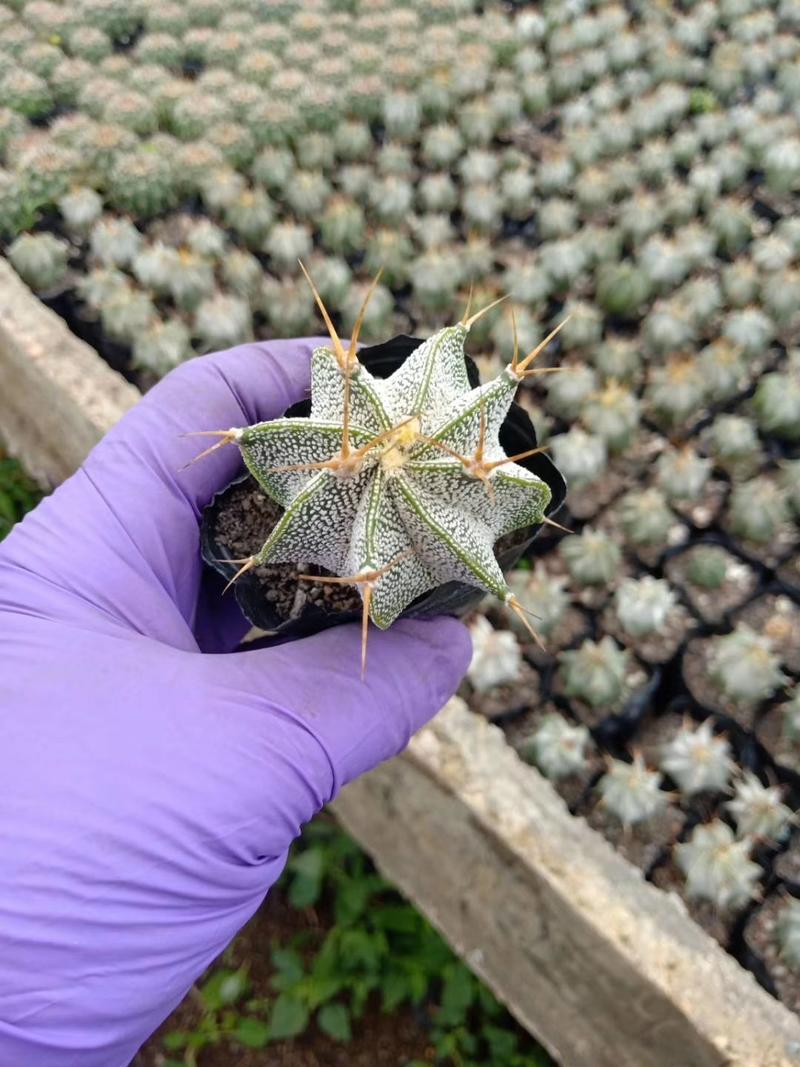 仙人球绯花玉鸾凤玉般若什么品种什么价规格都有