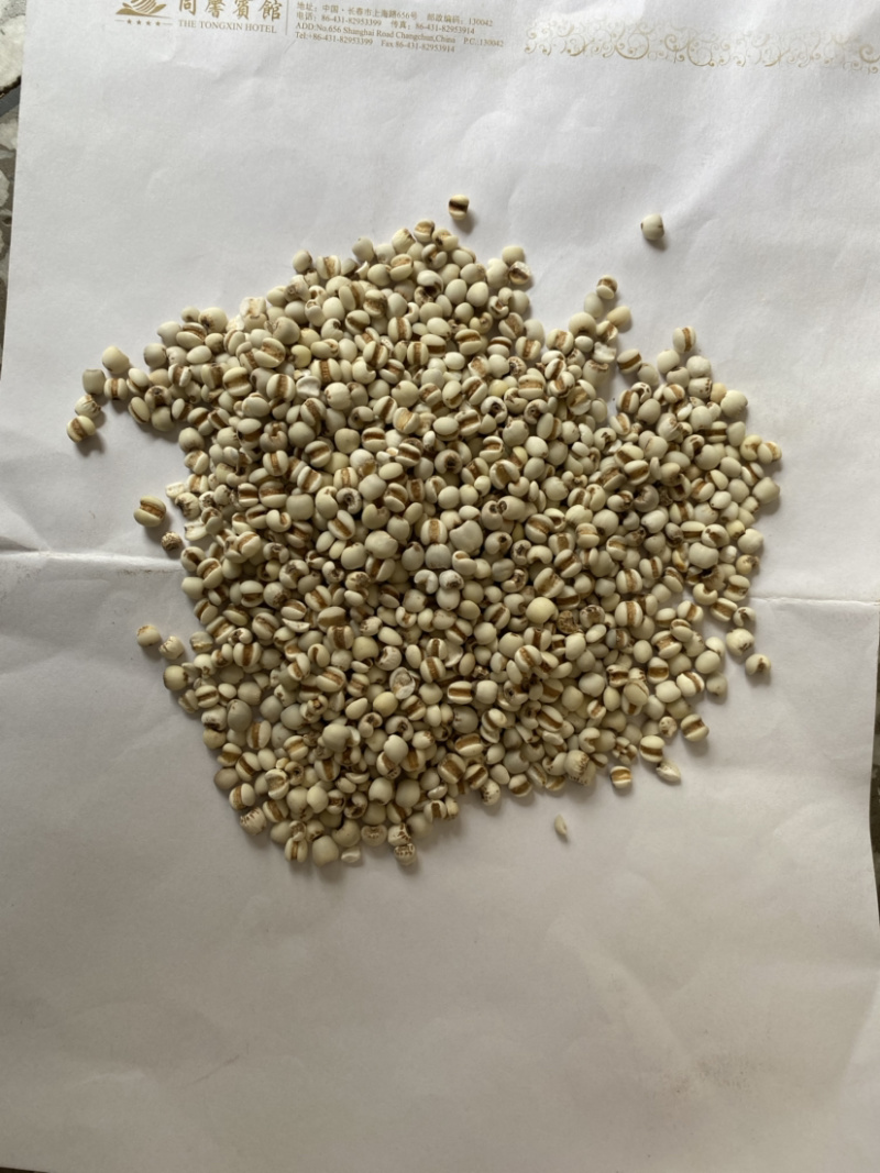 薏米仁特级优选薏米仁贵州货批发各种中药材产地直销