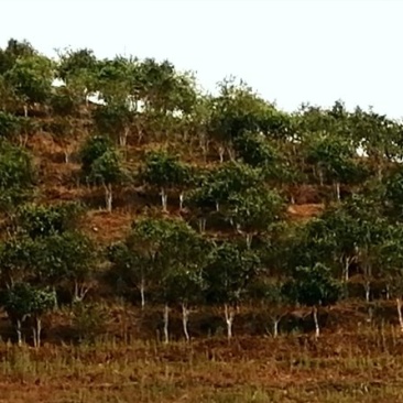 勐海县布朗山私家茶源。欢迎咨询。
