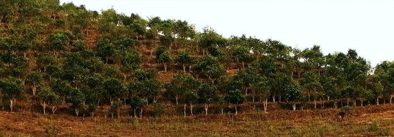 勐海县布朗山私家茶源。欢迎咨询。