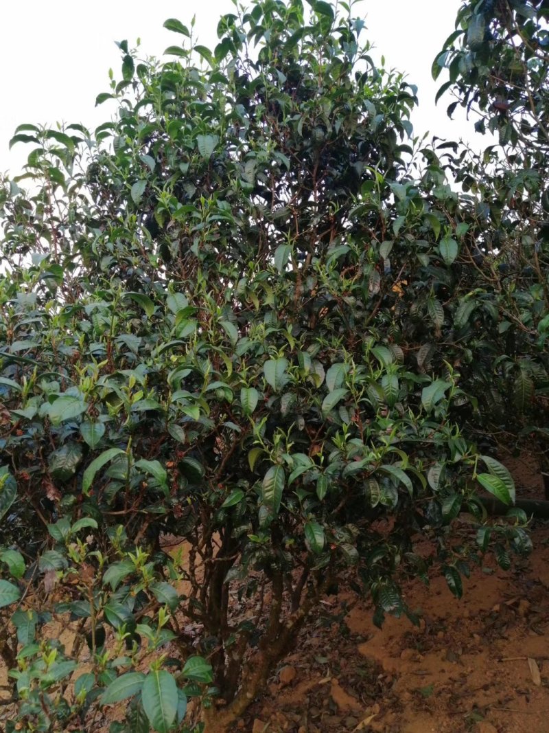 勐海县布朗山私家茶源。欢迎咨询。