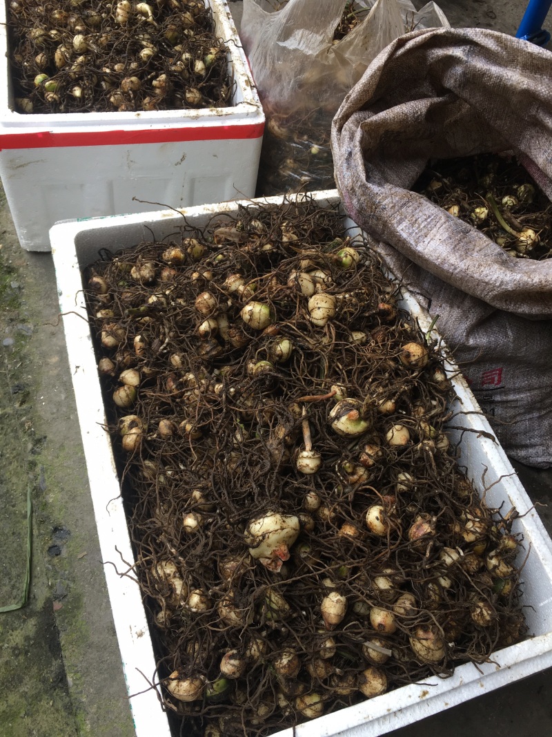 优质高含量宽叶山慈姑鲜货