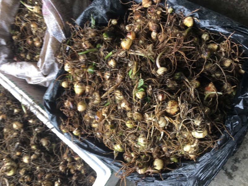 优质高含量宽叶山慈姑鲜货