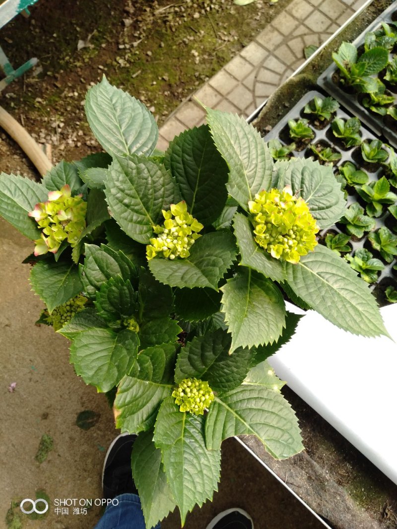 八仙花2cm以下0.5米以下基地直销，各种