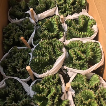 帝国仙人球多肉植物