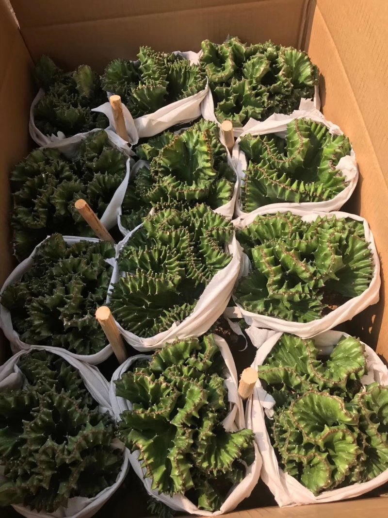 帝国仙人球多肉植物