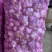 云南紫皮蒜新蒜红皮红米基地直发可实地看货