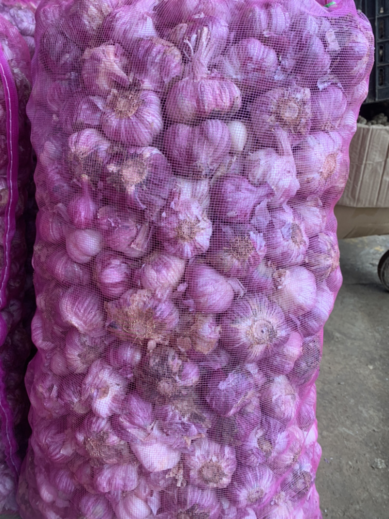 云南紫皮蒜新蒜红皮红米基地直发可实地看货