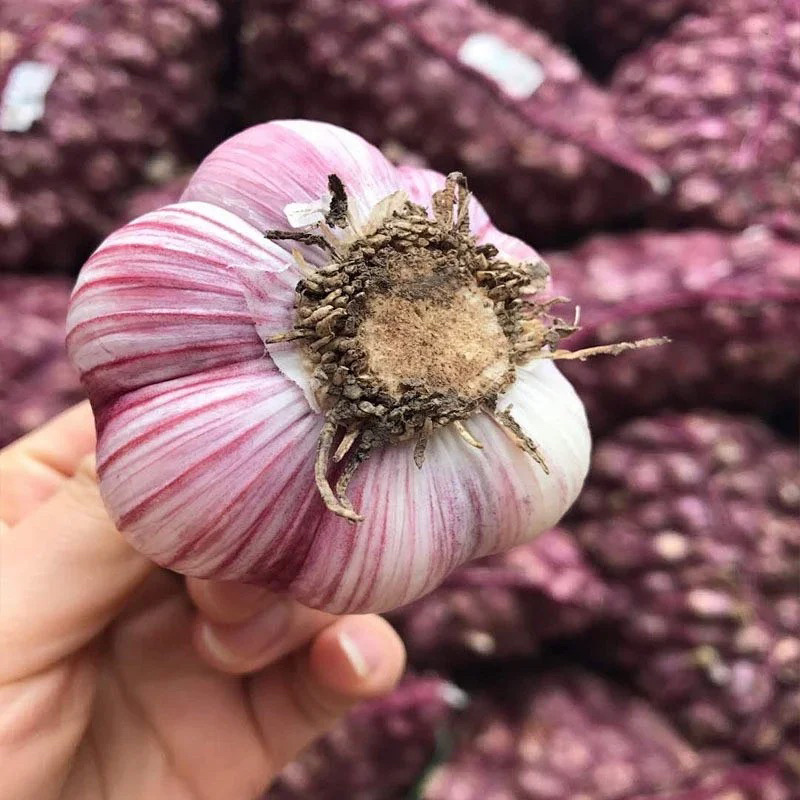 云南紫皮蒜新蒜红皮红米基地直发可实地看货