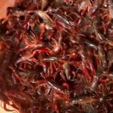 小龙虾