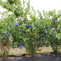 蓝莓苗树苗新品种蓝梅树果苗南北方种植盆栽地栽当年结果水果