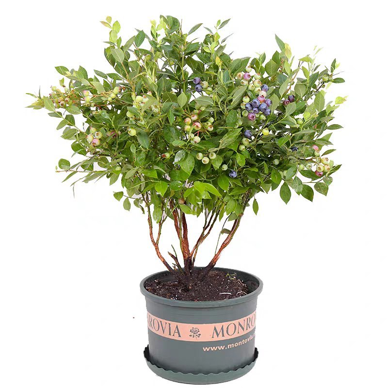 蓝莓苗树苗新品种蓝梅树果苗南北方种植盆栽地栽当年结果水果