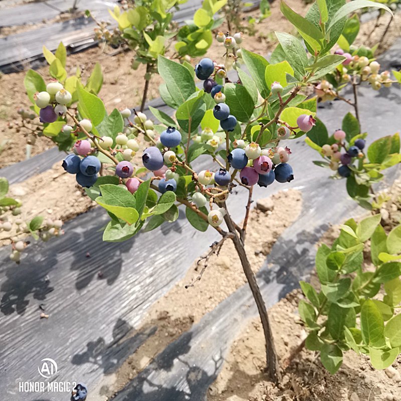 蓝莓苗树苗新品种蓝梅树果苗南北方种植盆栽地栽当年结果水果