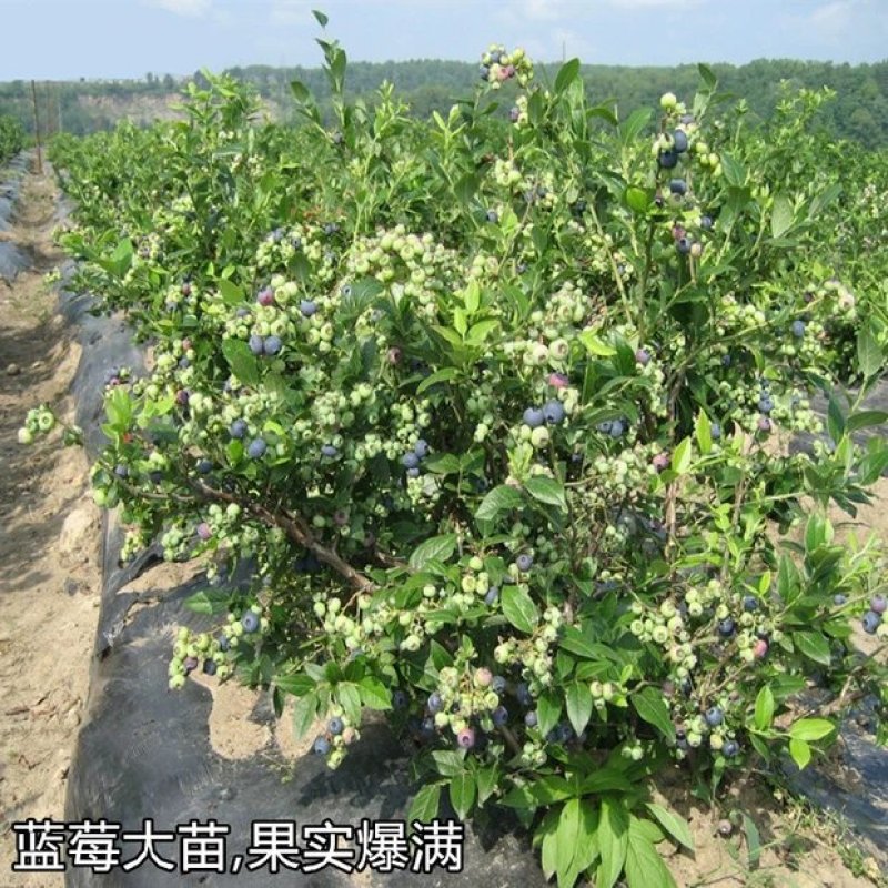 蓝莓苗树苗新品种蓝梅树果苗南北方种植盆栽地栽当年结果水果