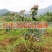 蓝莓苗树苗新品种蓝梅树果苗南北方种植盆栽地栽当年结果水果