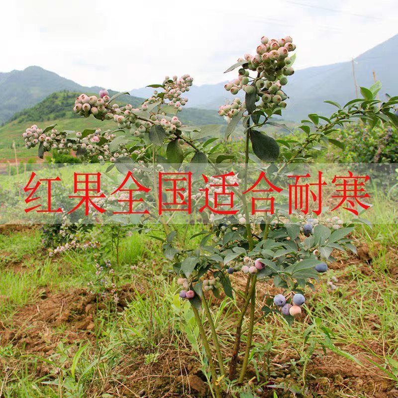 蓝莓苗树苗新品种蓝梅树果苗南北方种植盆栽地栽当年结果水果