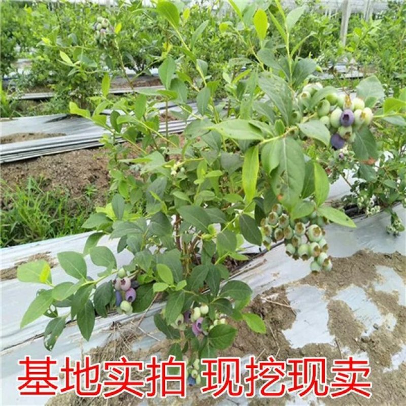 蓝莓苗树苗新品种蓝梅树果苗南北方种植盆栽地栽当年结果水果