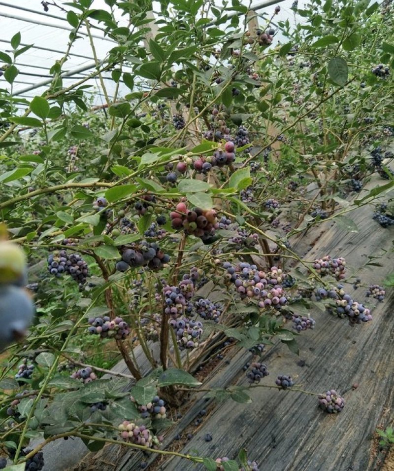 蓝莓苗树苗新品种蓝梅树果苗南北方种植盆栽地栽当年结果水果