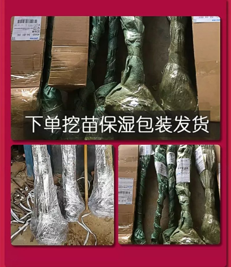 美人李树苗美人梅紫叶李树苗嫁接杏李子苗南北方种植