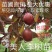 美人李树苗美人梅紫叶李树苗嫁接杏李子苗南北方种植