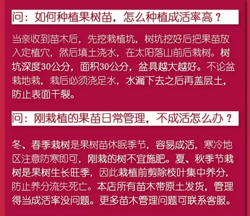 美人李树苗美人梅紫叶李树苗嫁接杏李子苗南北方种植