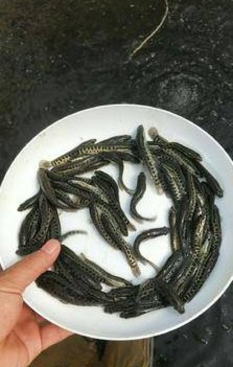 黑鱼鱼苗优质黑鱼苗乌鱼苗生鱼苗黑鱼鱼苗优质黑鱼苗
