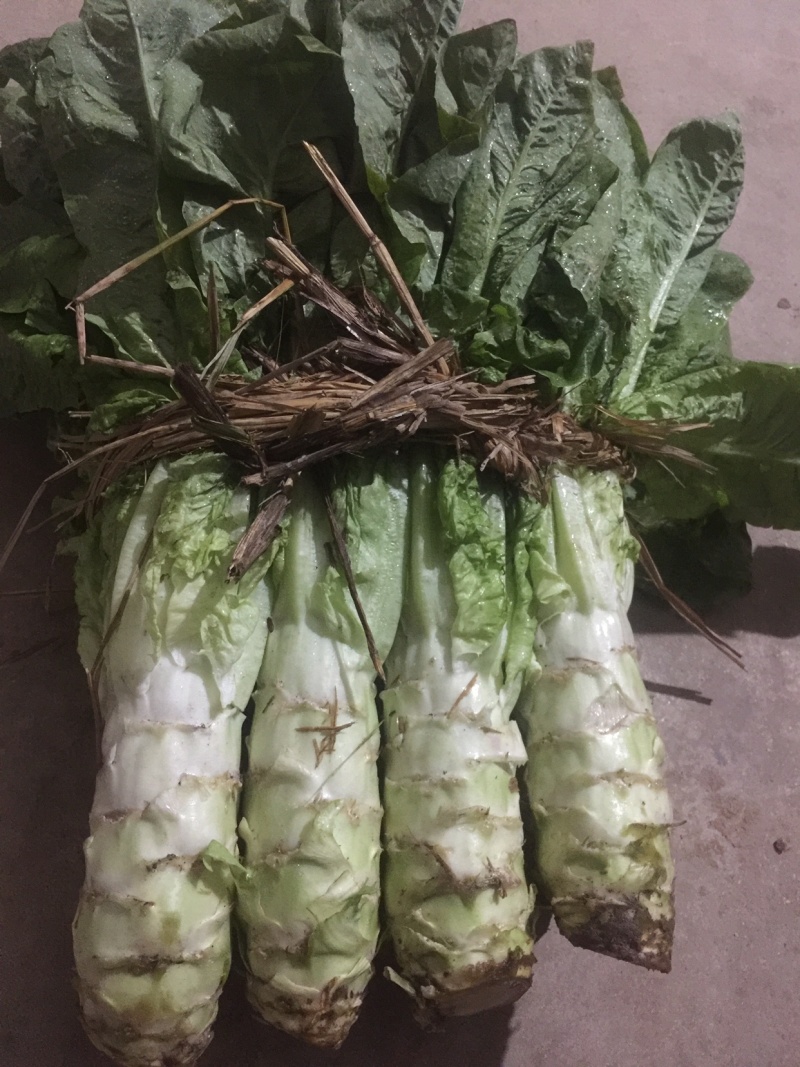 青笋，颜色鲜艳，味道清新，种植面积大，欢迎大家光临