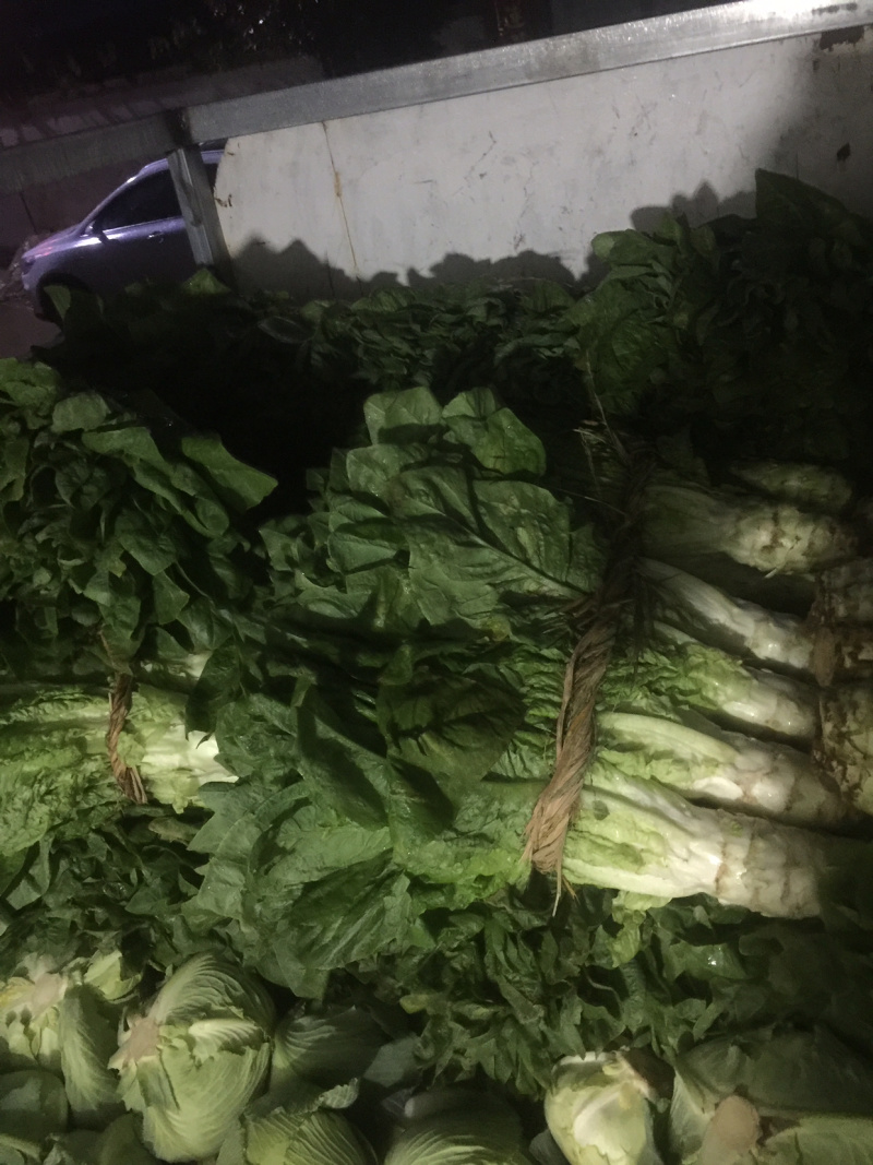 青笋，颜色鲜艳，味道清新，种植面积大，欢迎大家光临