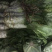 青笋，颜色鲜艳，味道清新，种植面积大，欢迎大家光临