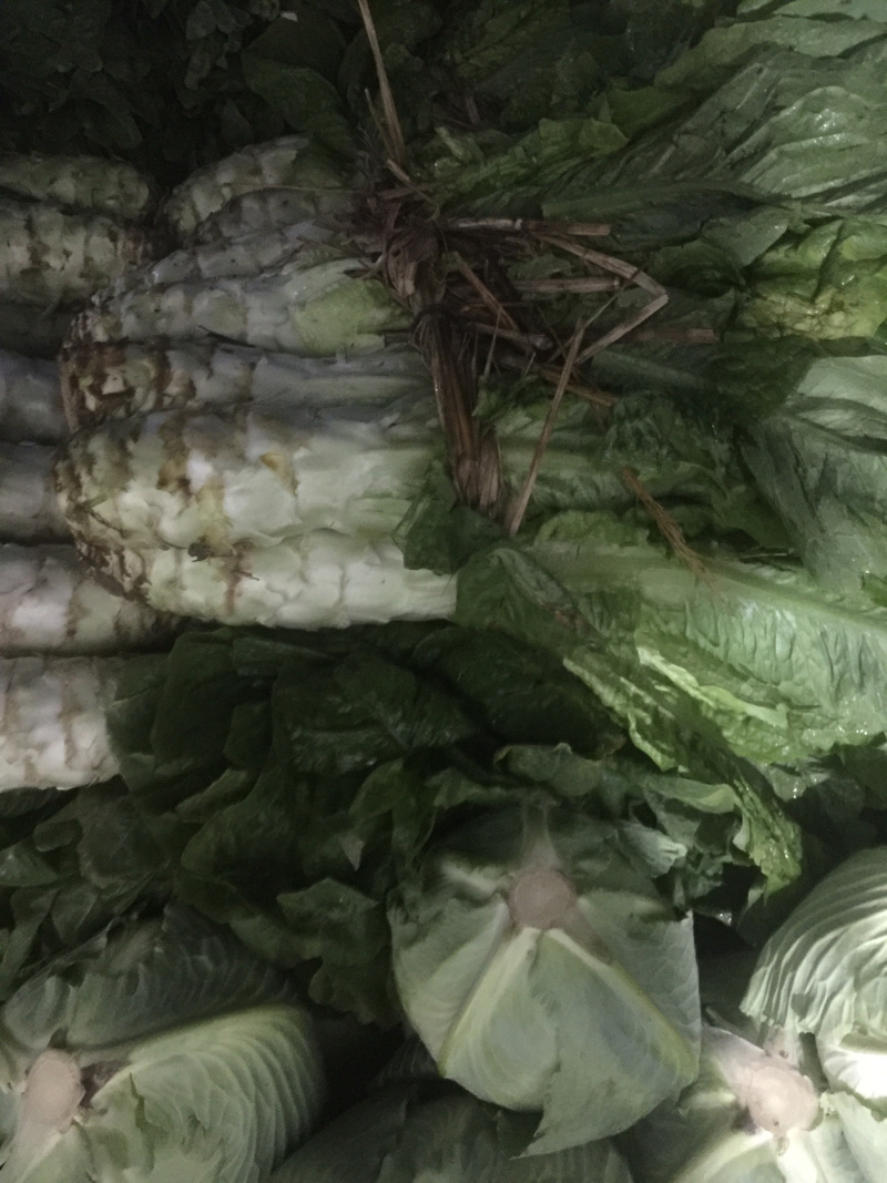 青笋，颜色鲜艳，味道清新，种植面积大，欢迎大家光临