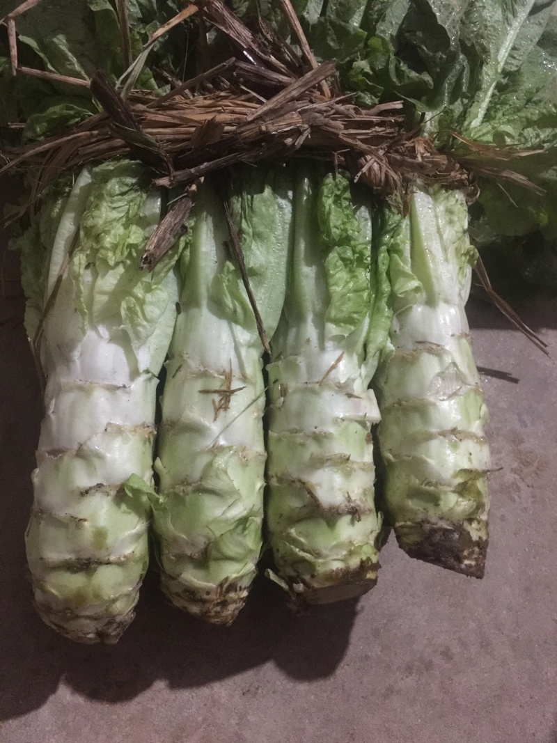 青笋，颜色鲜艳，味道清新，种植面积大，欢迎大家光临