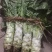 青笋，颜色鲜艳，味道清新，种植面积大，欢迎大家光临