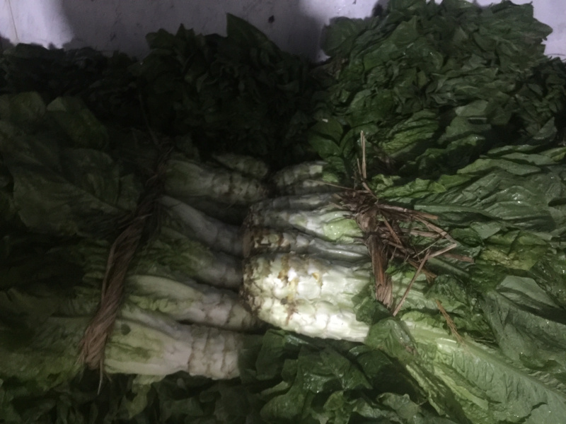 青笋，颜色鲜艳，味道清新，种植面积大，欢迎大家光临