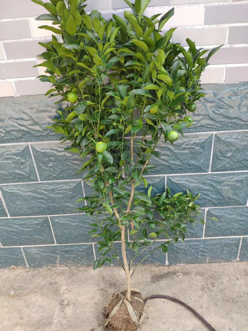砂糖橘子树苗盆栽地栽苗南方种植桔子树苗嫁接苗