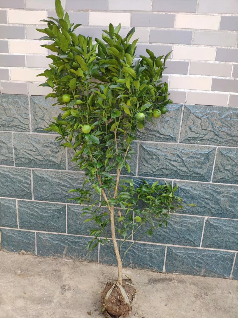 砂糖橘子树苗盆栽地栽苗南方种植桔子树苗嫁接苗