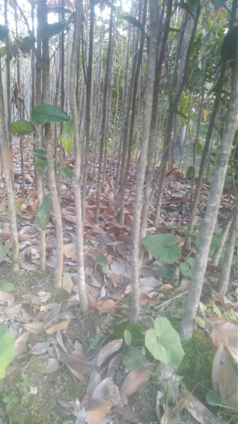 十万株桂花树，大力促销，量大从优！